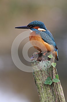 Kingfisher, Alcedo atthis