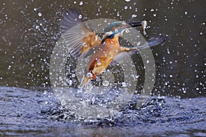 Kingfisher, Alcedo atthis