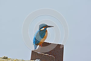 Kingfisher - alcedo atthis