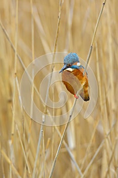 Kingfisher - alcedo atthis