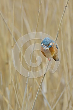 Kingfisher - alcedo atthis