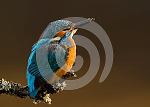 Kingfisher (Alcedo atthis)