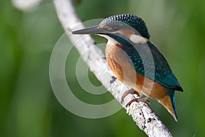 Kingfisher - Alcedo atthis