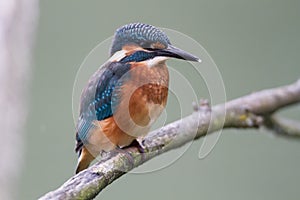 Kingfisher - Alcedo atthis