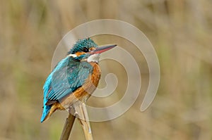 Kingfisher (alcedo atthis)