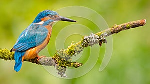 Kingfisher Alcedo Atthis