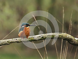 Kingfisher (Alcedo atthis)