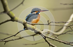 Kingfisher Alcedo atthis also known as `Guarda-rios`, this female leaves in a lake near Cavado River estuary, Esposende. photo