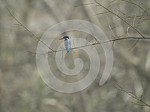 Kingfisher Alcedo atthis also known as `Guarda-rios`, this female leaves in a lake near Cavado River estuary, Esposende. photo