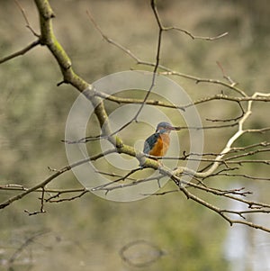 Kingfisher Alcedo atthis also known as `Guarda-rios`, this female leaves in a lake near Cavado River estuary, Esposende. photo