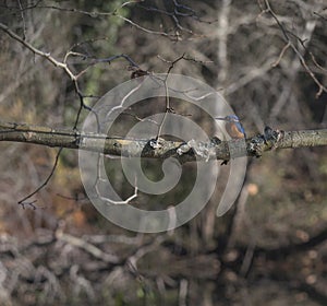 Kingfisher Alcedo atthis also known as `Guarda-rios`, this male leaves in a lake near Cavado River estuary. photo