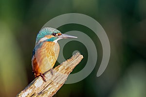 Kingfisher. Alcedo Atthis. photo