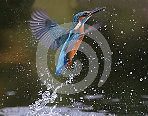 Kingfisher, Alcedo atthis photo