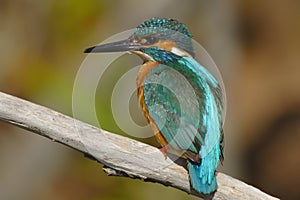 Kingfisher - Alcedo Atthis - Guarda Rios - bird