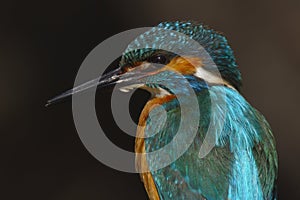 Kingfisher - Alcedo Atthis - Guarda Rios - bird