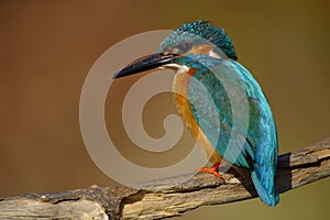 Kingfisher - Alcedo Atthis - Guarda Rios - bird photo