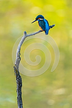 Kingfisher (Alcedo atthis) leaning on a branch above the water
