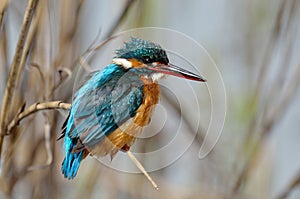 Kingfisher (alcedo atthis) photo