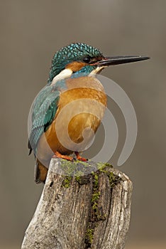 Kingfisher Alcedo atthis perched