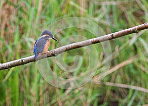 Kingfisher - Alcedo atthis - Perching