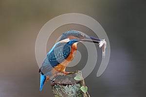 Kingfisher, Alcedo atthis photo