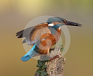 Kingfisher, Alcedo atthis photo