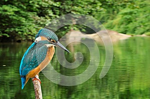 Kingfisher Alcedo Atthis rain forest background