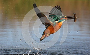 Kingfisher, Alcedo atthis photo