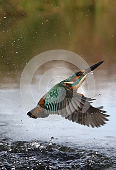 Kingfisher, Alcedo atthis photo