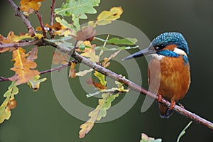 Kingfisher, Alcedo atthis photo