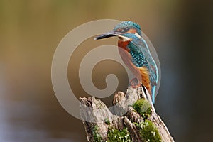 Kingfisher, Alcedo atthis photo