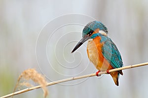 Kingfisher (alcedo atthis)