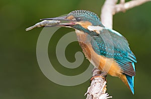 Kingfisher, Alcedo, Eisvogel. Kingfisher with a catch. A fish in its beak