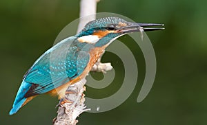 Kingfisher, Alcedo, Eisvogel. Kingfisher with a catch. A fish in its beak