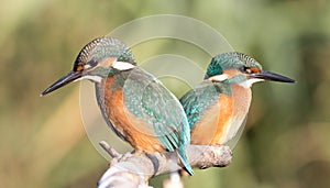 Kingfisher, Alcedo. Two young kingfishers peer into the river