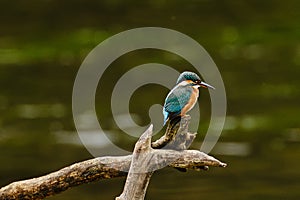 kingfisher along riverside