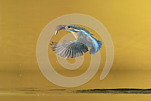 Kingfisher with bait after diving out of the water