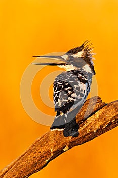 Kingfisher with beautiful orange sun. Pied Kingfisher, Ceryle rudis, black and white bird sitting in the branch during sunrise wit photo