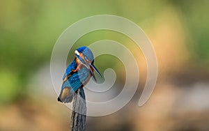 Kingfisher bird with action