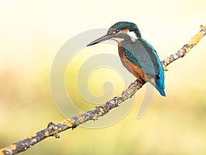 Kingfisher bird Alcedo atthis on a branch