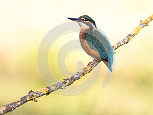 Kingfisher bird Alcedo atthis on a branch