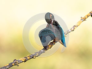 Kingfisher bird Alcedo atthis on a branch