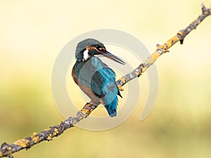 Kingfisher bird Alcedo atthis on a branch