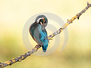 Kingfisher bird Alcedo atthis on a branch