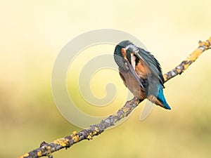 Kingfisher bird Alcedo atthis on a branch