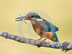 Kingfisher bird Alcedo atthis eating a fish