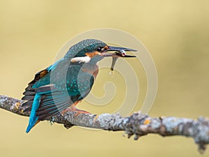 Kingfisher bird Alcedo atthis eating a fish