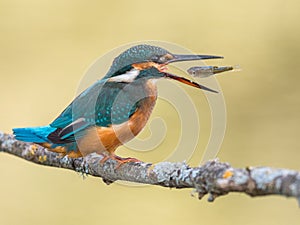 Kingfisher bird Alcedo atthis eating a fish