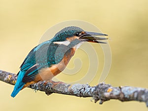 Kingfisher bird Alcedo atthis eating a fish