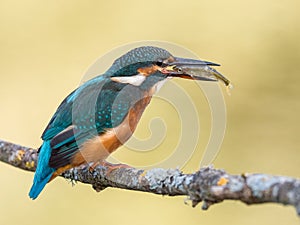 Kingfisher bird Alcedo atthis eating a fish